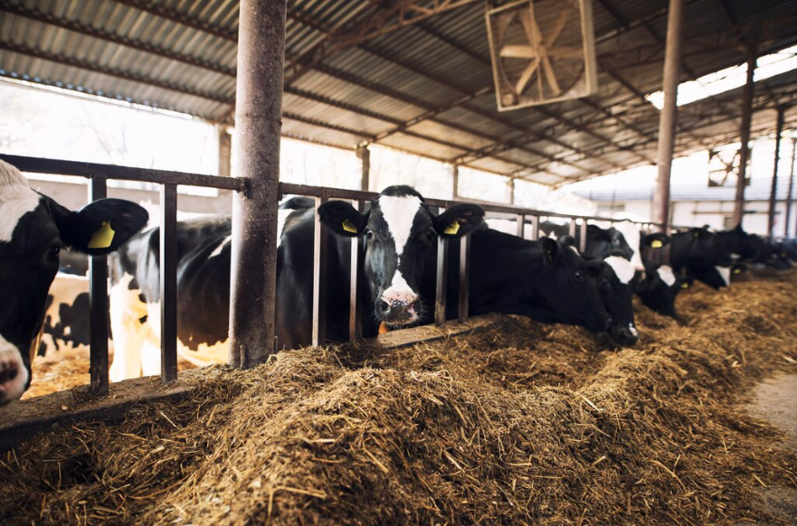 Grupo de bovinos se alimentando de farelo e subprodutos orgânicos em uma fazenda, destacando a estratégia de nutrição animal sustentável.